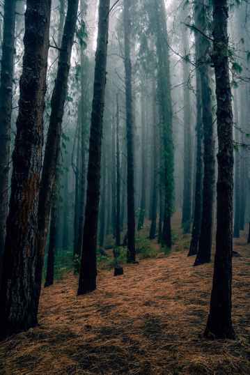 photo of trees in forest